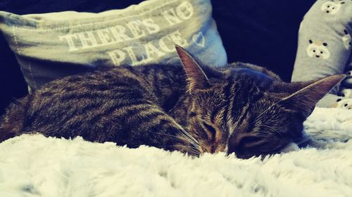 Cat looking away
