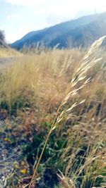 Close-up of plants growing on field against sky