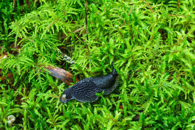 High angle view of duck on field