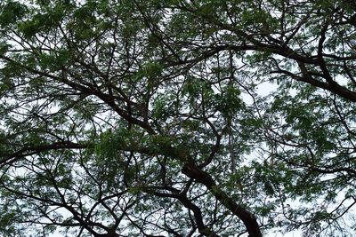 Low angle view of trees against sky