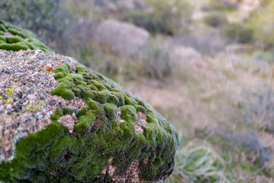 Close-up of moss growing on rock