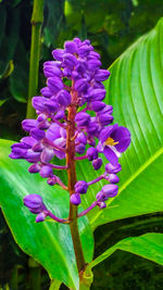 Close-up of purple flowers blooming outdoors